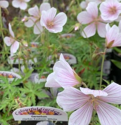 Geranium 'Kashmir White' (clarkei)  9cm SOLD OUT