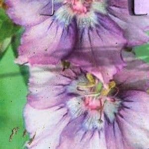 Geranium  'Kora'  (censation) 2L