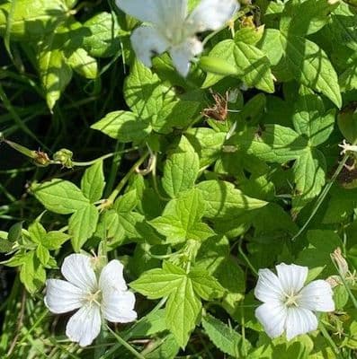 Geranium nodosum 'Silverwood'  2L   ready July