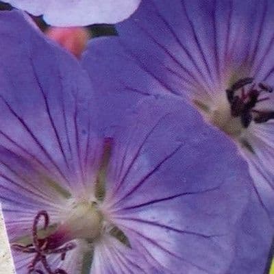 Geranium 'Rozanne' 2L