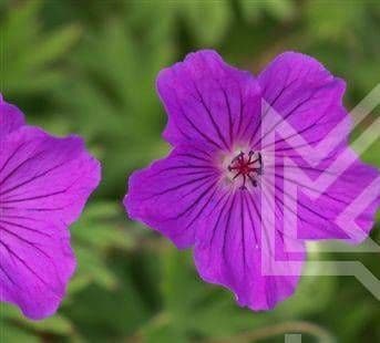 Geranium 'Tiny Monster'  2L