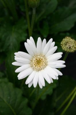 Gerbera Everlasting 'White' - 1L