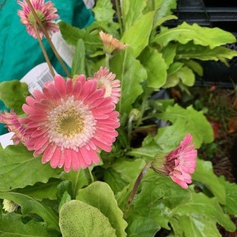 Gerbera 'Sweet Memories' - 3L