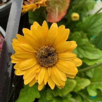 Gerbera  'Sweet Smile' - 3L
