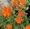 Geum 'Princess Juliana'  9cm