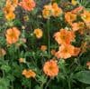 Geum 'Totally Tangerine'   2L