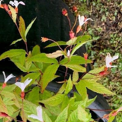 Gillenia trifoliata   2L
