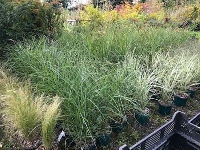 Grasses List