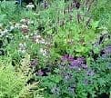 Groundcover Perennials & Shrubs