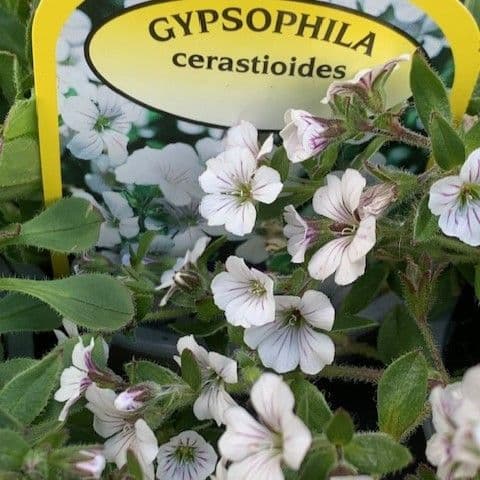 Gypsophila cerastoides 1L