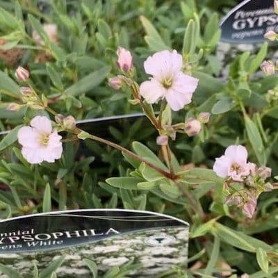 Gypsophila repens  1L