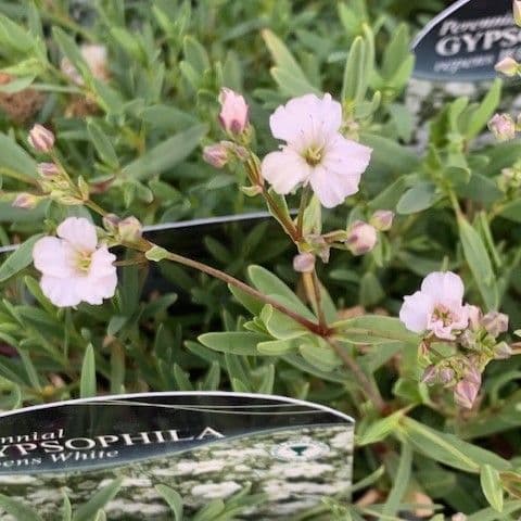 Gypsophila repens  1L