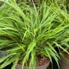 Hakonechloa macra  2L
