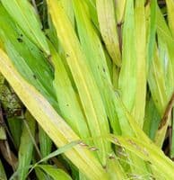 Hakonechloa macra 'All Gold'  3L