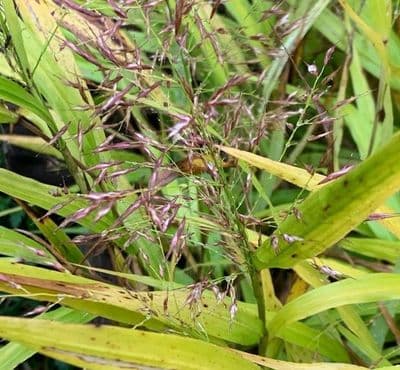 Hakonechloa macra 'All Gold'  3L