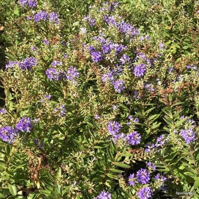 Hebe 'Garden Beauty Blue'  2L