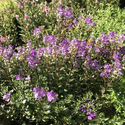 Hebe 'Garden Beauty Purple'  2L new stock soon