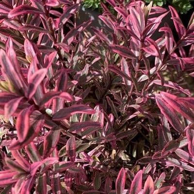 Hebe 'Heartbreaker'  5L  bushy potful