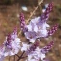 Hebe hulkeana (veronica) 2L