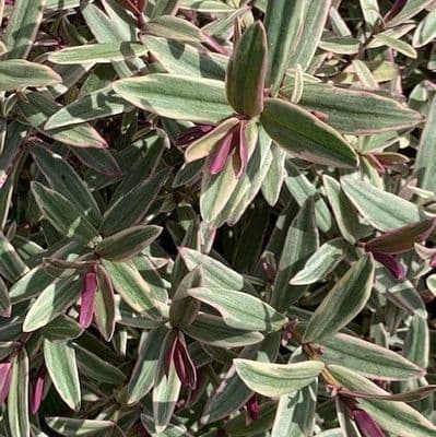 Hebe 'Lady Anne'  5L