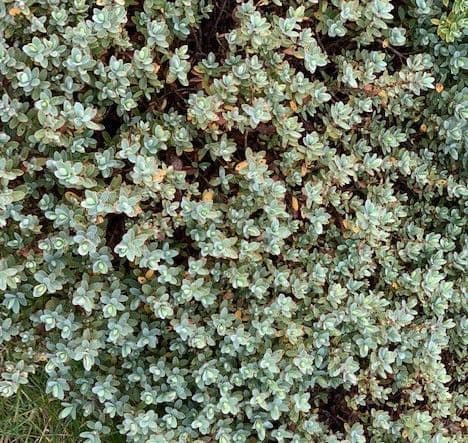 Hebe pinquefolia 'Pagei'  3L
