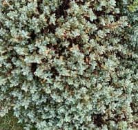 Hebe pinquefolia 'Pagei'  5L  READY SEPTEMBER