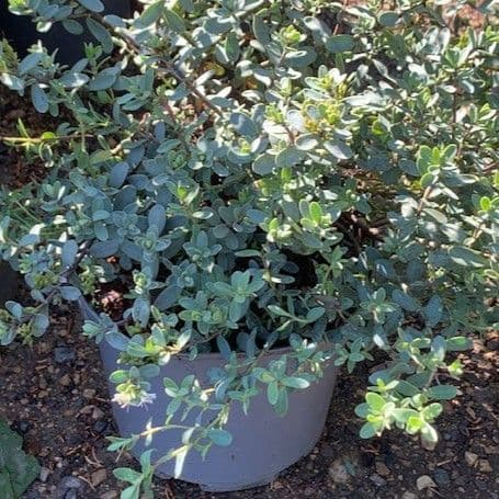 Hebe pinquefolia 'Pagei'  5L  READY SEPTEMBER