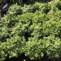 Hebe rakiensis  5L