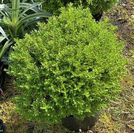 Hebe rakiensis  5L