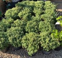 Hebe sutherlandii   10L