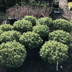 Hebe sutherlandii   10L