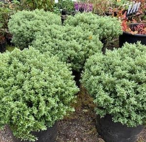Hebe sutherlandii  10L  Heavy Grade PLEASE ENQUIRE