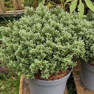 Hebe sutherlandii   5L