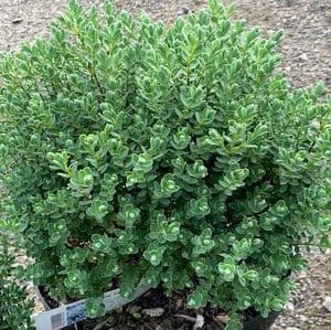 Hebe toparia  10L     FRESH STOCK