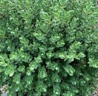 Hebe toparia  5L    READY SEPTEMBER