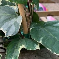 Hedera 'Gloire de Marengo' 10L 80-100cms 3canes  READY SEPT2026