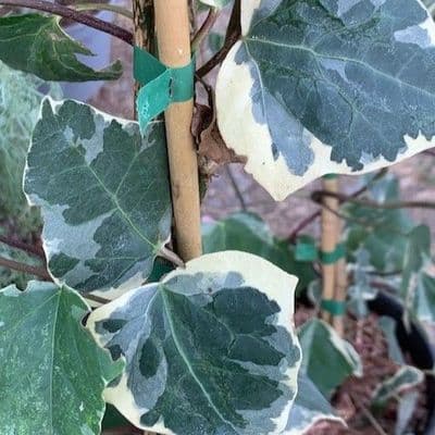 Hedera 'Gloire de Marengo' 10L 80-100cms 3canes  READY SEPT2026