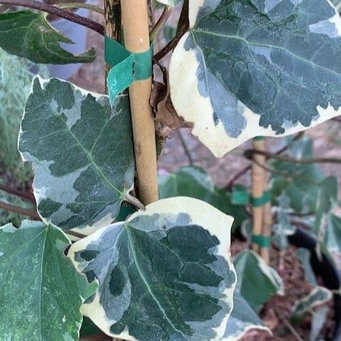 Hedera 'Gloire de Marengo' 10L 80-100cms 3canes  READY SEPT2026