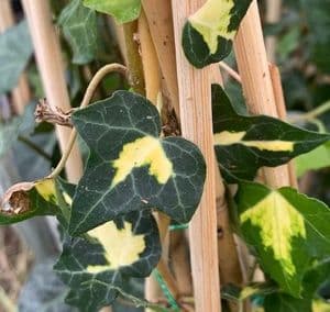 Hedera helix 'Goldheart'  1.5L