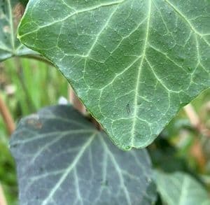 Hedera helix hibernica  1.5L