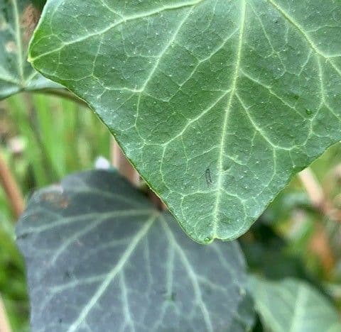 Hedera helix hibernica  1.5L
