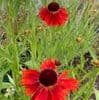 Helenium 'Moorheim Beauty'  9cm