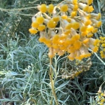 Helichrysum italicum ssp serotinum 5L (curry plant) READY SEPTEMBER