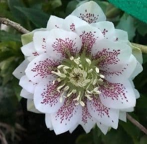 Hellebores