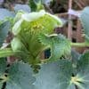 Helleborus argutifolius (corsicus) 2L