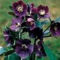 Helleborus 'Black Beauty'  9cm