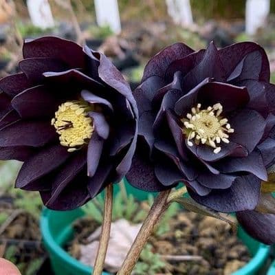 Helleborus 'Black Double' (orientalis)   2L