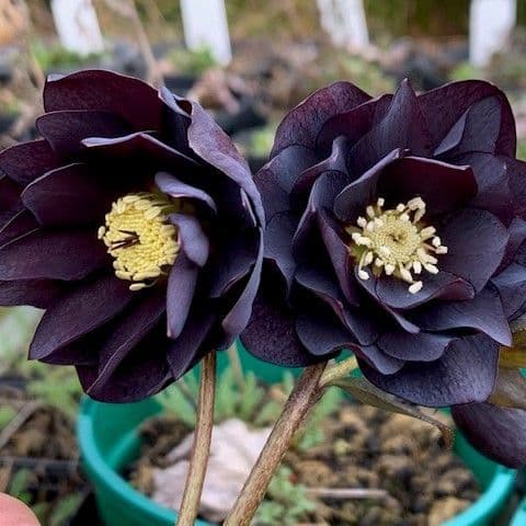Helleborus 'Black Double' (orientalis)   2L