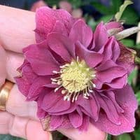 Helleborus 'Catherina' 2L