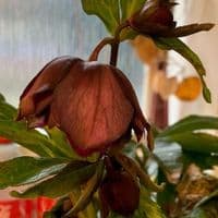 Helleborus 'Catherina' 2L